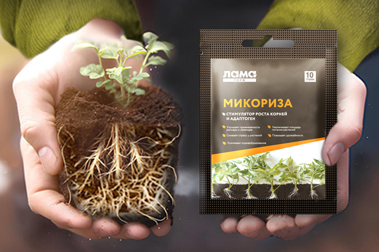 Грибы микоризы - полезный симбиоз, взаимовыгодное сотрудничество Грибы микоризы - полезный симбиоз, взаимовыгодное сотрудничество