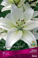 Lt004684